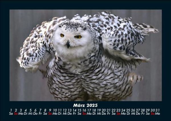 Produktbild: Vogelparadies 2025 Fotokalender DIN A5