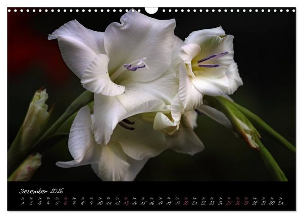 Produktbild: Soul-Jazz - Visuelle Musik der Blumen (Wandkalender 2026 DIN A3 quer), CALVENDO Monatskalender