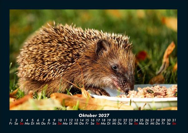 Produktbild: Tiere in der Wildnis 2027 Fotokalender DIN A4
