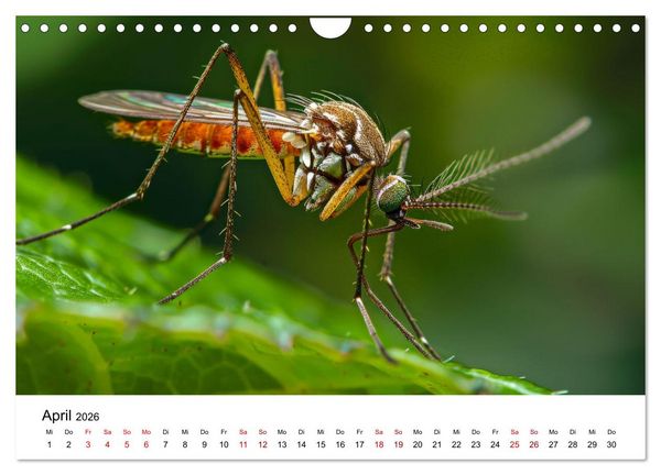 Produktbild: Insekten hautnah (Wandkalender 2026 DIN A4 quer), CALVENDO Monatskalender
