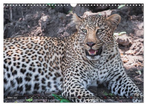 Produktbild: Leoparden - Geheimnisvolle J&auml;ger (Wandkalender 2026 DIN A3 quer), CALVENDO Monatskalender