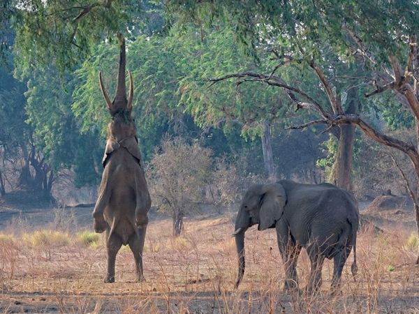 Produktbild: CALVENDO Puzzle Mana pools Nationalpark | 1000 Teile Lege-Gr&ouml;&szlig;e 64x48cm Foto-Puzzle f&uuml;r gl&uuml;ckliche Stunden