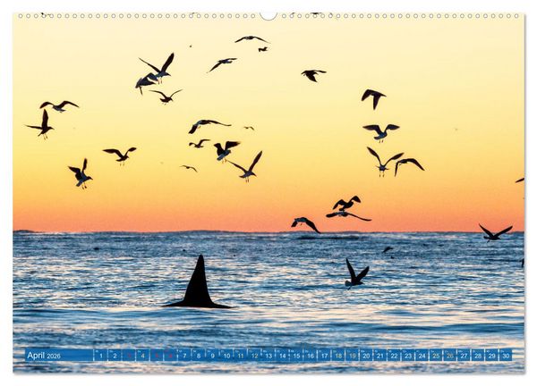 Produktbild: Orcas: Schwarz-wei&szlig;e Giganten (Wandkalender 2026 DIN A2 quer), CALVENDO Monatskalender