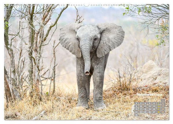 Produktbild: Babyelefanten (hochwertiger Premium Wandkalender 2026 DIN A2 quer), Kunstdruck in Hochglanz