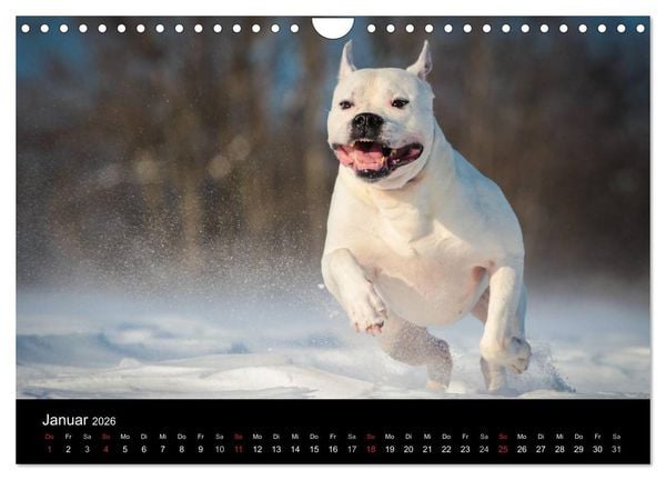 Produktbild: American Bulldog - alles Andere ist nur ein Hund (Wandkalender 2026 DIN A4 quer), CALVENDO Monatskalender