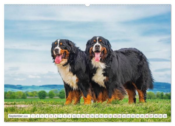 Produktbild: Berner Sennenhund - Ein Freund auf vier Pfoten (hochwertiger Premium Wandkalender 2026 DIN A2 quer), Kunstdruck in Hochglanz