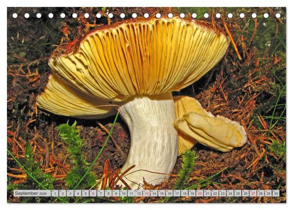 Produktbild: Pilze & Schwammerln (Tischkalender 2026 DIN A5 quer), CALVENDO Monatskalender