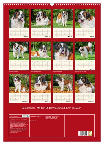 Produktbild: Bernhardiner - Mit dem St. Bernhardshund durch das Jahr (Wandkalender 2026 DIN A2 hoch), CALVENDO Monatskalender