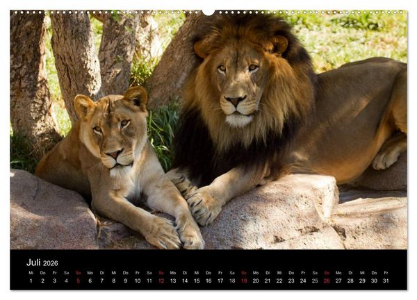 Produktbild: Raubkatzen (Wandkalender 2026 DIN A2 quer), CALVENDO Monatskalender