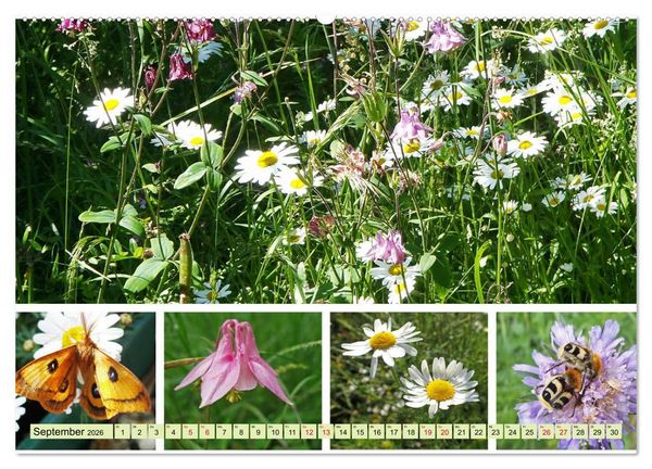Produktbild: Bl&uuml;tenmeer am Wegesrand (hochwertiger Premium Wandkalender 2026 DIN A2 quer), Kunstdruck in Hochglanz