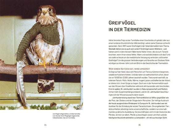 Produktbild: Nachmittags regnet es Bussarde