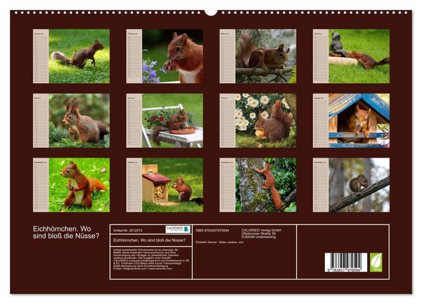 Produktbild: Eichh&ouml;rnchen. Wo sind blo&szlig; die N&uuml;sse? (hochwertiger Premium Wandkalender 2026 DIN A2 quer), Kunstdruck in Hochglanz