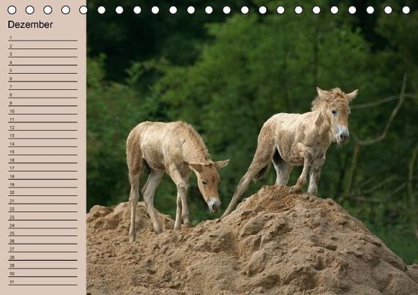 Produktbild: Der Fohlen-Geburtstagskalender (Tischkalender immerw&auml;hrend DIN A5 quer)