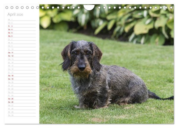 Produktbild: Rauhaardackel Motte & Friends (Wandkalender 2026 DIN A4 quer), CALVENDO Monatskalender
