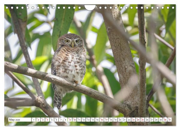 Produktbild: Birds of Cuba Island (Wall Calendar 2026 DIN A4 landscape), CALVENDO 12 Month Wall Calendar