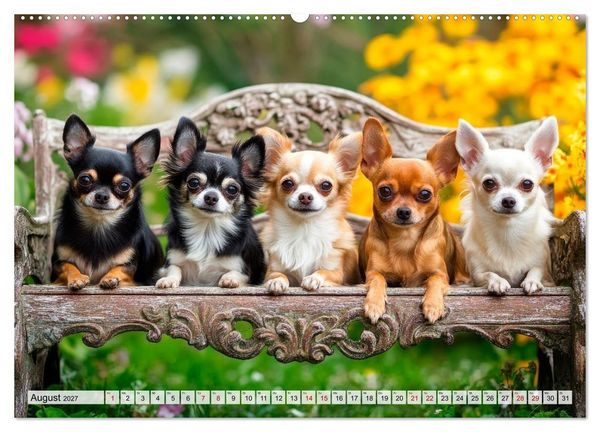 Produktbild: Niedliche Chihuahuas (hochwertiger Premium Wandkalender 2027 DIN A2 quer), Kunstdruck in Hochglanz