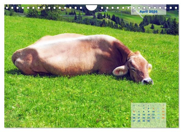 Produktbild: ALLG&Auml;U, im Wandel der Jahreszeiten. (Wandkalender 2026 DIN A4 quer), CALVENDO Monatskalender