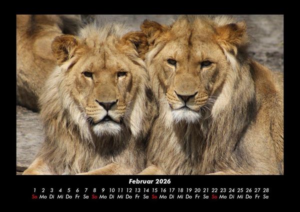 Produktbild: L&ouml;wen in der Wildnis 2026 Fotokalender DIN A3