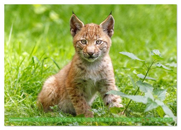 Produktbild: Wald-Kindergarten: Tierkinder im Wald (Wandkalender 2026 DIN A3 quer), CALVENDO Monatskalender