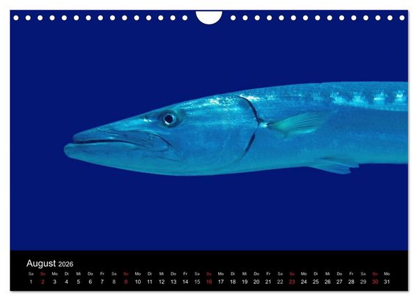 Produktbild: Meeres Sch&ouml;nheiten (Wandkalender 2026 DIN A4 quer), CALVENDO Monatskalender