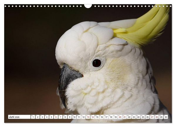 Produktbild: Wildlife Australien (Wandkalender 2026 DIN A3 quer), CALVENDO Monatskalender