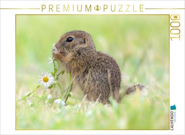 CALVENDO Puzzle Ziesel riecht an Blume | 1000 Teile Lege-Größe 64x48cm Foto-Puzzle für glückliche Stunden