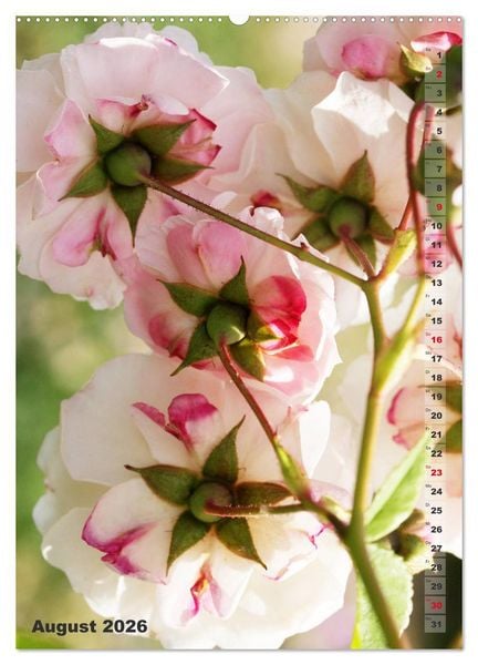 Produktbild: Sch&ouml;nste Rosen (hochwertiger Premium Wandkalender 2026 DIN A2 hoch), Kunstdruck in Hochglanz