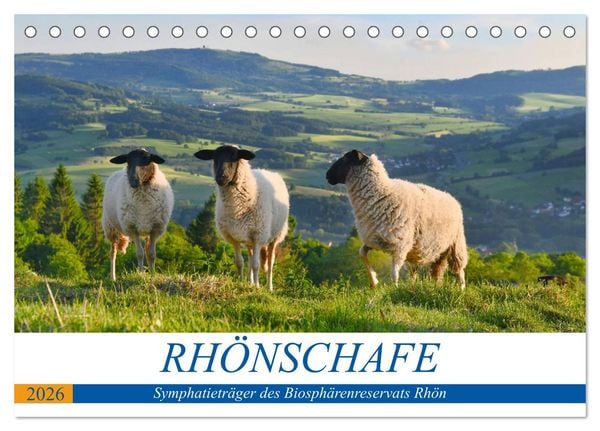 Rhönschafe - Symphatieträger des Biosphärenreservats Rhön (Tischkalender 2026 DIN A5 quer), CALVENDO Monatskalender