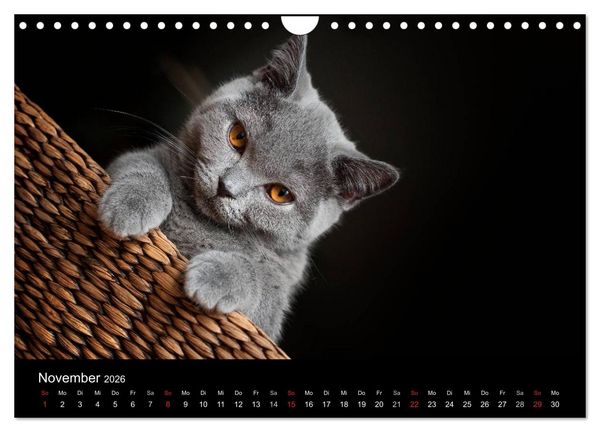 Produktbild: B&auml;rige Schmusetiger - Britisch Kurzhaar (Wandkalender 2026 DIN A4 quer), CALVENDO Monatskalender