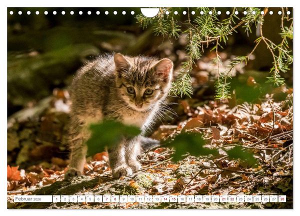 Produktbild: Wildkatzenbabys - wild und zuckers&uuml;&szlig;. (Wandkalender 2026 DIN A4 quer), CALVENDO Monatskalender