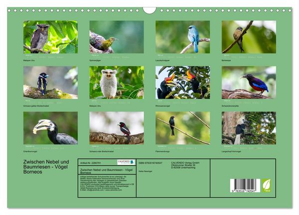 Produktbild: Zwischen Nebel und Baumriesen - V&ouml;gel Borneos (Wandkalender 2026 DIN A3 quer), CALVENDO Monatskalender