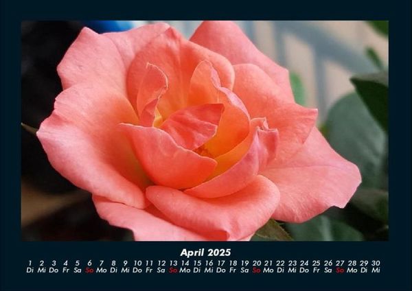 Produktbild: Rosentraum 2025 Fotokalender DIN A4