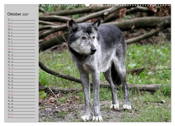 Produktbild: Im Rudel Zuhause - Der Wolf (hochwertiger Premium Wandkalender 2027 DIN A2 quer), Kunstdruck in Hochglanz