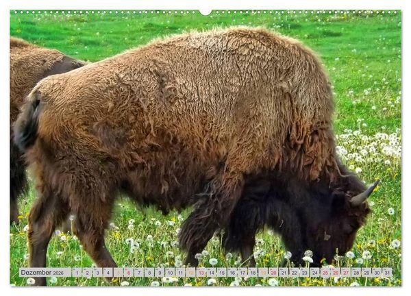 Produktbild: Bison und Wisent - Riesen mit unb&auml;ndiger Kraft (hochwertiger Premium Wandkalender 2026 DIN A2 quer), Kunstdruck in Hochglanz