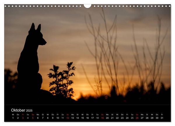 Belgische Schäferhunde - Der Malinois im Licht (Wandkalender 2025 DIN A3 quer), CALVENDO Monatskalender