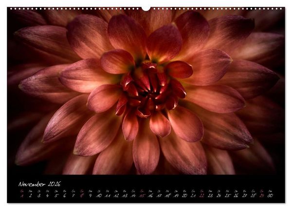 Produktbild: Serenade - Visuelle Musik der Blumen (Wandkalender 2026 DIN A2 quer), CALVENDO Monatskalender