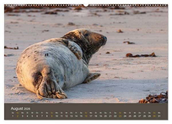 Produktbild: Robben auf der Helgol&auml;nder D&uuml;ne (hochwertiger Premium Wandkalender 2026 DIN A2 quer), Kunstdruck in Hochglanz