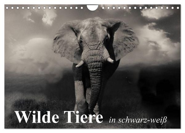 Produktbild: Wilde Tiere in schwarz-wei&szlig; (Wandkalender 2026 DIN A4 quer), CALVENDO Monatskalender