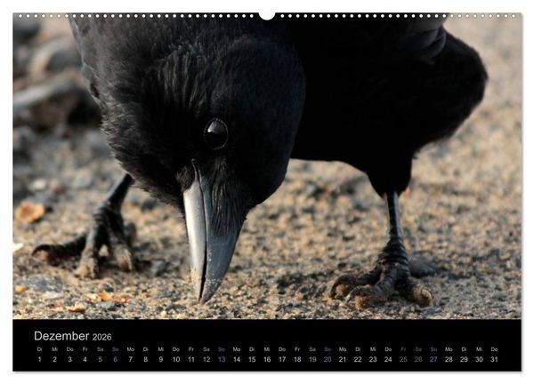 Produktbild: Rabenschwarze Impressionen - meike-ajo-dettlaff.de via wildvogelhlfe.org (hochwertiger Premium Wandkalender 2026 DIN A2 quer), Kunstdruck in Hochglanz