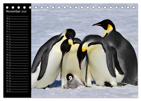 Produktbild: Pinguine - Kaiser- und K&ouml;nigspinguine (Tischkalender 2026 DIN A5 quer), CALVENDO Monatskalender