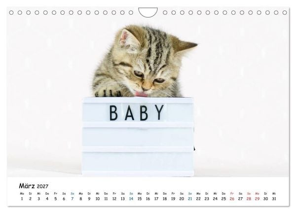Produktbild: Tierkinder ganz frech (Wandkalender 2027 DIN A4 quer), CALVENDO Monatskalender
