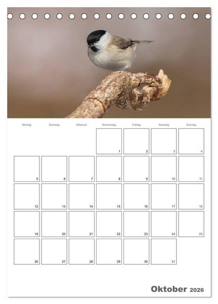 Produktbild: V&ouml;gel im heimischen Garten (Tischkalender 2026 DIN A5 hoch), CALVENDO Monatskalender