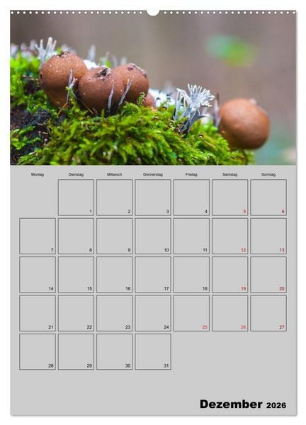 Produktbild: Quer durch die Pilze (Wandkalender 2026 DIN A2 hoch), CALVENDO Monatskalender