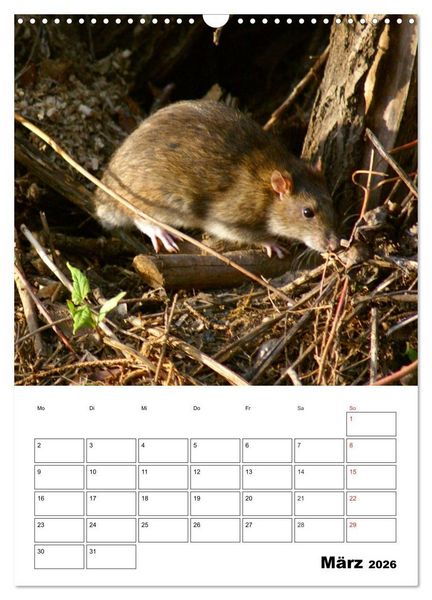 Produktbild: Heimische Wildtiere Terminplaner (Wandkalender 2026 DIN A3 hoch), CALVENDO Monatskalender