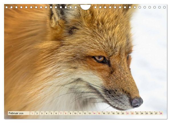 Produktbild: Fuchs - schlauer R&auml;uber (Wandkalender 2026 DIN A4 quer), CALVENDO Monatskalender