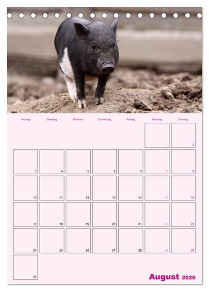Produktbild: Schweinischer Terminplaner (Tischkalender 2026 DIN A5 hoch), CALVENDO Monatskalender