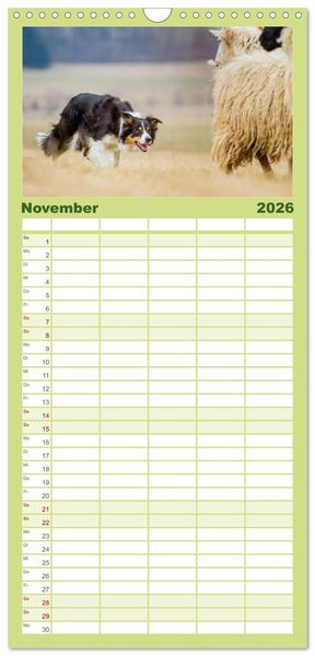 Produktbild: Familienplaner 2026 - Border Collies 2026 mit 5 Spalten (Wandkalender, 21 x 45 cm) CALVENDO