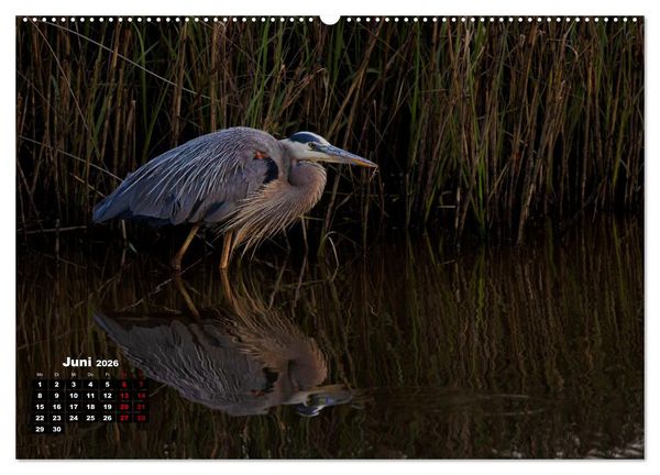 Produktbild: Floridas wunderbare Vogelwelt (hochwertiger Premium Wandkalender 2026 DIN A2 quer), Kunstdruck in Hochglanz