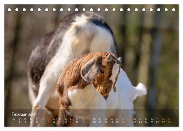 Produktbild: Albziegen (Tischkalender 2027 DIN A5 quer), CALVENDO Monatskalender