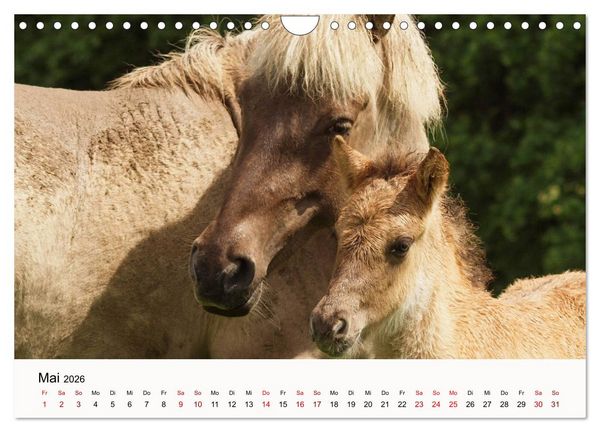 Produktbild: Isl&auml;nder - icelandic horses (Wandkalender 2026 DIN A4 quer), CALVENDO Monatskalender